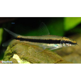 Crossocheilus pseudobagroides 6.00 cm