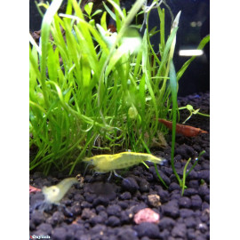 Caridina cf. babaulti - Crevette 'Malaya' 2.00 cm