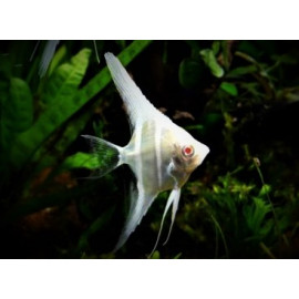 Pterophyllum scalare - Scalaire Peru Altum albino 4-5 cm