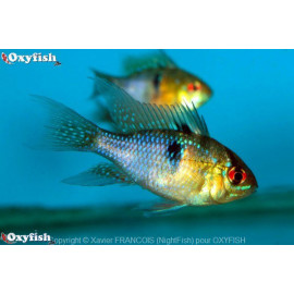 Microgeophagus ramirezi - Ramirezi bleu 4-4.5 cm