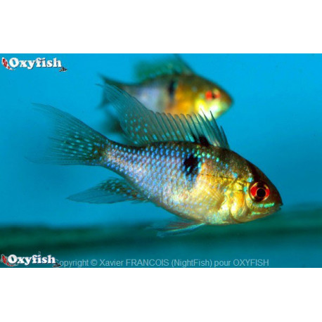 Microgeophagus ramirezi - Ramirezi bleu 4-4.5 cm