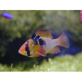 Microgeophagus ramirezi - Ramirezi bleu 4-4.5 cm
