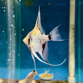 Pterophyllum scalare - Scalaire Rio Itaya Blue 5-6 cm