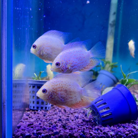 Heros / Cichlasoma severum 'Red Spot' 5-6 cm
