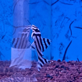 Hypancistrus zebra L46 - Hypancistrus zèbre blanc rayé noir 4-6 cm ELEVAGE