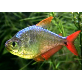 Hyphessobrycon columbianus / ecuadoriensis - Tétra de Colombie 2.5-3 cm