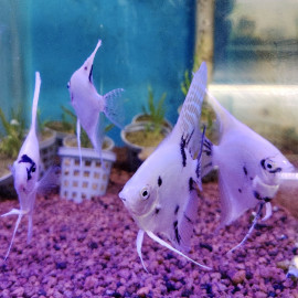 Pterophyllum scalare - Scalaire dalmatien platinium diamant 5-6 cm