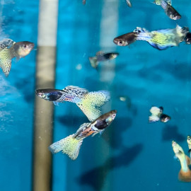 Poecilia reticulata - Guppy mâle "Black Métal White Cobra" 3.00 cm