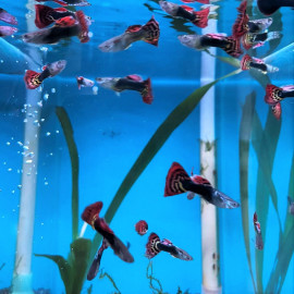 Poecilia reticulata - Guppy mâle "Yellow Dragon tuxedo" 3-3.5 cm