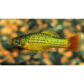 Xiphophorus maculatus - Platy vert 3.00 cm