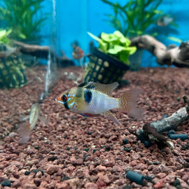 Microgeophagus ramirezi long fin - Ramirezi voilé  4-4.5 cm