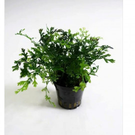 Bolbitis heteroclita difformis en pot