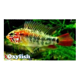 Apistogramma macmasteri "Red Head" à tête rouge 3-4 cm