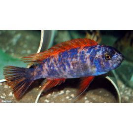 Labeotropheus trewavasae marmelade cat  3-4 cm