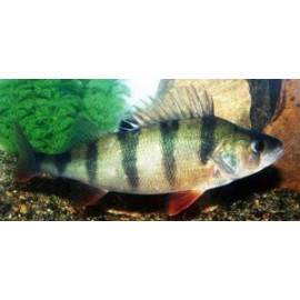 Perca fluviatilis - Perche 7-10 cm