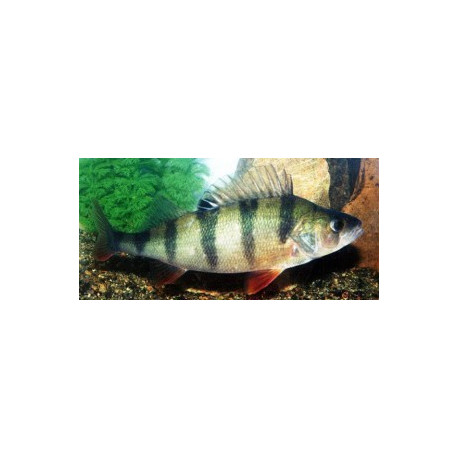 Perca fluviatilis - Perche 7-10 cm