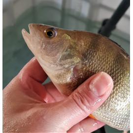 Perca fluviatilis - Perche 7-10 cm