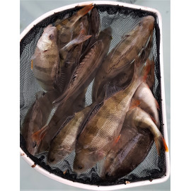 Perca fluviatilis - Perche 7-10 cm
