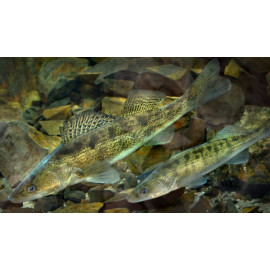 Sandre Sander Lucioperca 15-20 cm
