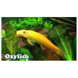 Gyrinocheilus aymonieri...