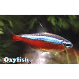 PROMO - LOT DE 10 Tétra cardinalis 1.5-2 cm sauvage
