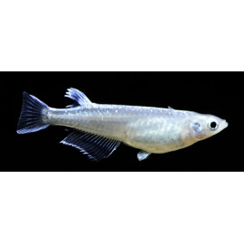 Oryzias latipes " Platinum Medaka" 2.5-3 cm