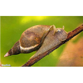 Escargot pour bassin en assortiment 3-4 cm