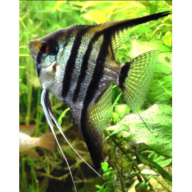 Pterophyllum scalare zebra - Scalaire zèbre 3.00 cm (copie)
