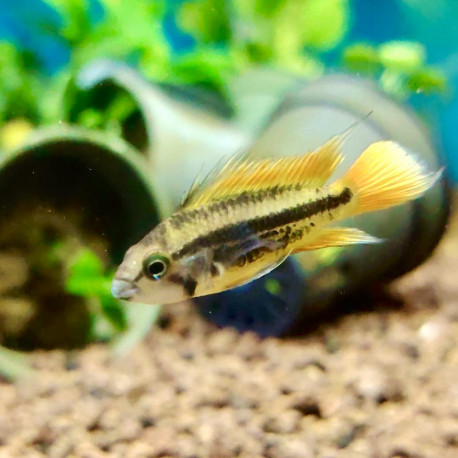 Apistogramma cacatuoides orange rouge 3-4 cm