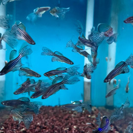 Brachydanio rerio longfin - Danio zebré voilé 3-3.5 cm