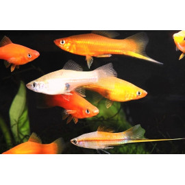 PROMO - LOT DE 5 Xiphophorus helleri en assortiment 4-5 cm