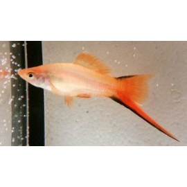 Xiphophorus helleri - Xipho rose 4.5-5 cm