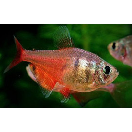 Hyphessobrycon flammeus - Tetra flamme de Rio 2-2.5 cm