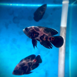 Astronotus ocellatus - Oscar tigre "Black Tiger" 4.00 cm