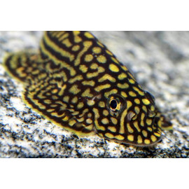Sewellia lineolata loche peau de serpent 2.00 cm