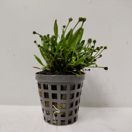 Helanthium tennelum 'green' en pot