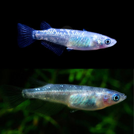 Oryzias latipes " Stardust Medaka" 2.00 cm