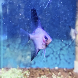 Pterophyllum scalare - Scalaire "Bronze Black Fin" 3-3.5 cm
