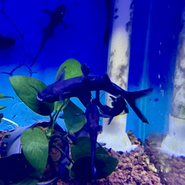 Synodontis nigriventris - Poisson-chat du Congo à dos noir 5-7 cm