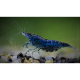 Neocaridina deniculata - Crevette Blue bleu velvet 1.2-1.5 cm