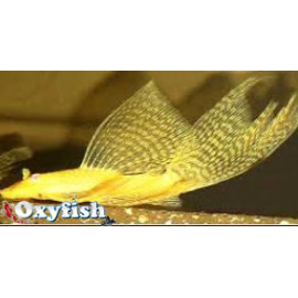 Ancistrus dolichopterus albino - Ancistrus doré voilé 1.5-2 cm