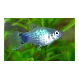 Xiphophorus maculatus - Platy bleu mickey mouse 2-2.5 cm