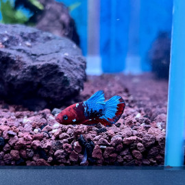 Betta plakat - Combattant plakat mâle Hellboy 3.5-4 cm