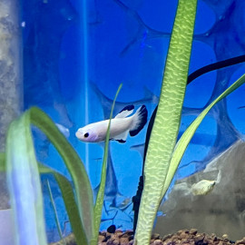 Betta plakat - Combattant mâle "Blue Rim" à bords bleus 3.5-4 cm