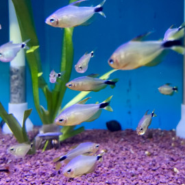 Hyphessobrycon procyon  3-4 cm