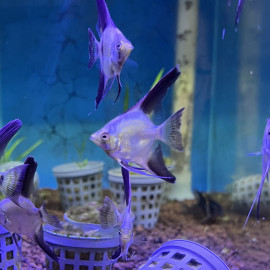 Pterophyllum scalare - Scalaire "Bronze Black Fin" 4.00 cm