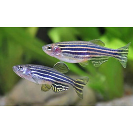 Brachydanio rerio - Danio zèbre 2-2.5 cm