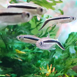 Acheter un éclairage pour aquarium - Achat en ligne - Aquariophilie &  Aquascaping - Aquarium & Bassin