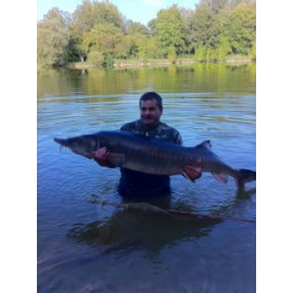 Poissons d'eau froide