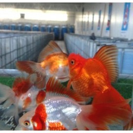 Poissons d'eau froide (aquarium)